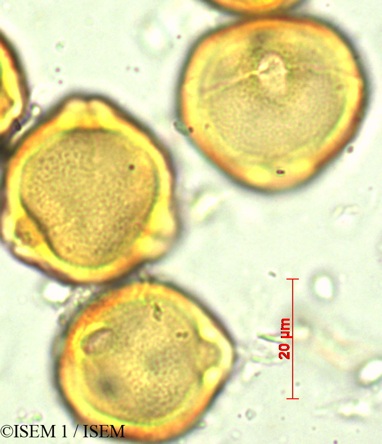 ISEM 1/Dodonaea_viscosa_29424/Dodonaea_viscosa_29424_0001(copy).jpg